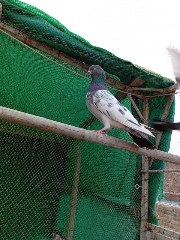 kasuri | ferozpuri | kabutar | pigeons | teddy | breeder pair 6