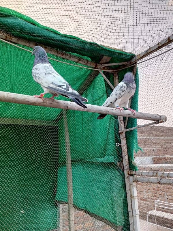 kasuri | ferozpuri | kabutar | pigeons | teddy | breeder pair 7