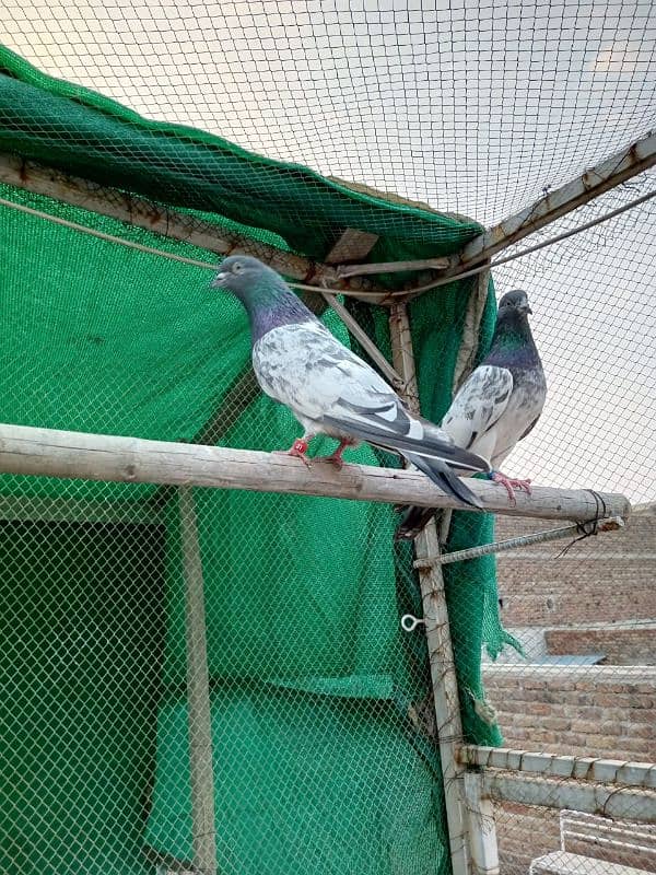 kasuri | ferozpuri | kabutar | pigeons | teddy | breeder pair 8