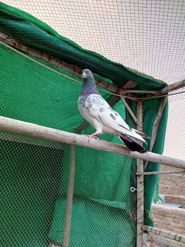 kasuri | ferozpuri | kabutar | pigeons | teddy | breeder pair 9