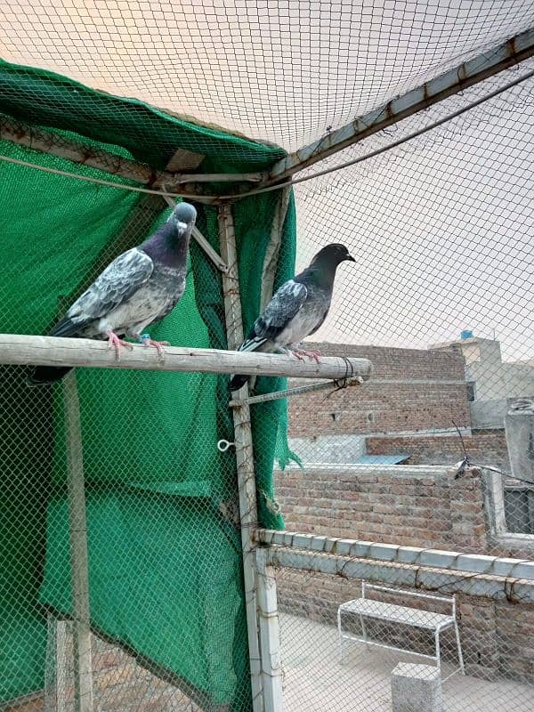 kasuri | ferozpuri | kabutar | pigeons | teddy | breeder pair 10