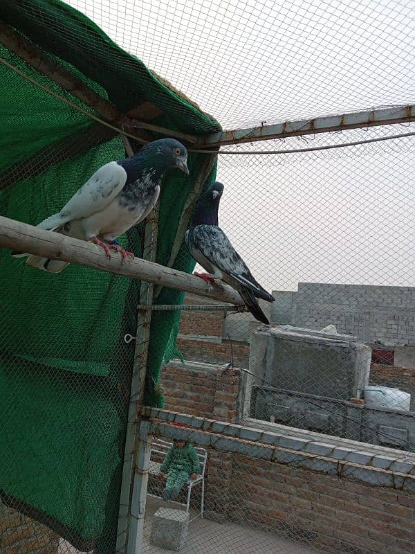 kasuri | ferozpuri | kabutar | pigeons | teddy | breeder pair 11