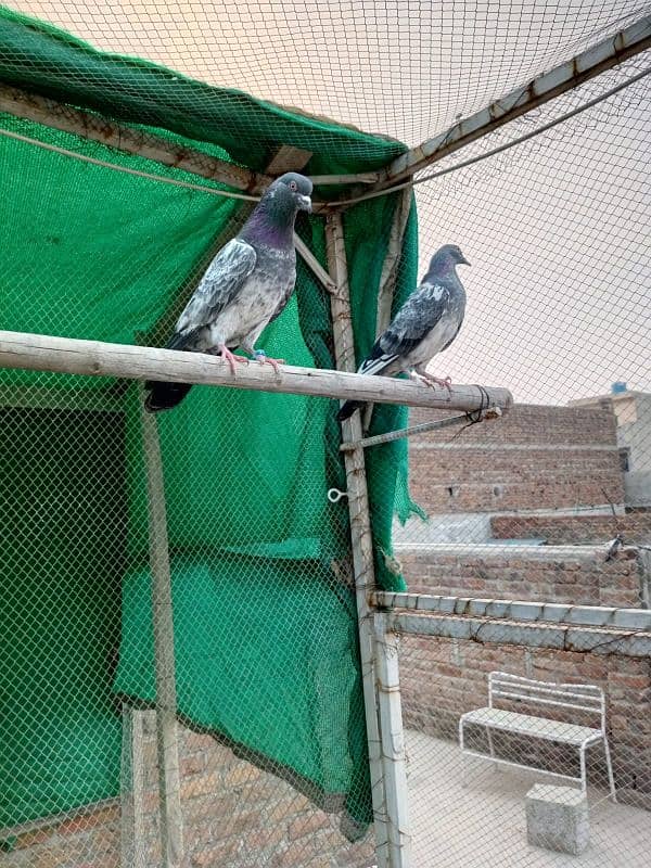 kasuri | ferozpuri | kabutar | pigeons | teddy | breeder pair 12