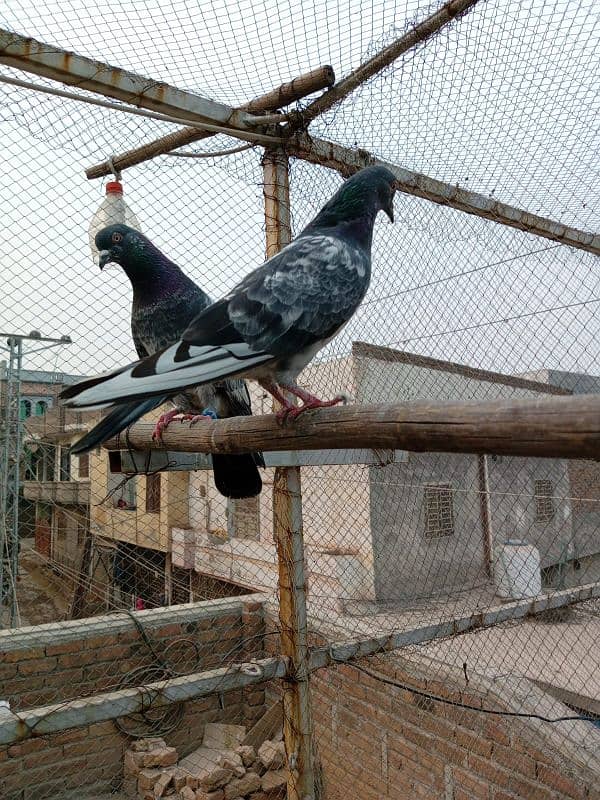 kasuri | ferozpuri | kabutar | pigeons | teddy | breeder pair 13