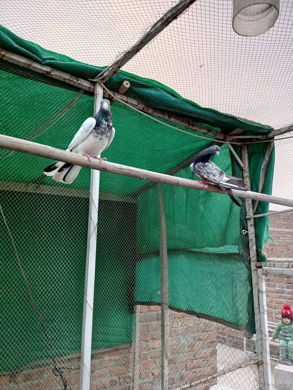 kasuri | ferozpuri | kabutar | pigeons | teddy | breeder pair 14