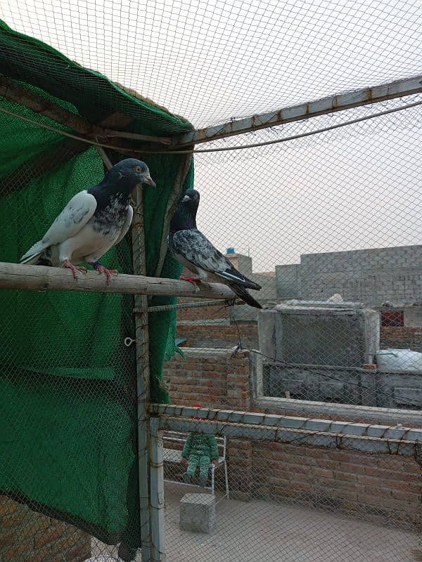 kasuri | ferozpuri | kabutar | pigeons | teddy | breeder pair 15