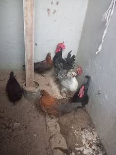 Australorp+Golden missry hen for sale in Rawalpindi