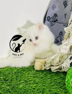 pure Persian white triple coated kittens cat face to face peshawar