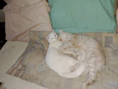 Persian cats available 11 month ki Hain pair hain