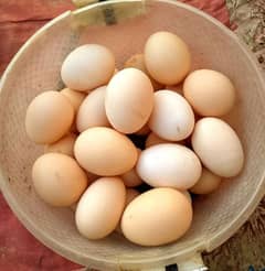 Pure Desi eggs Available