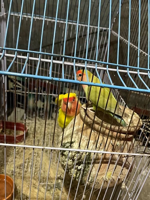 love bird for sale 0