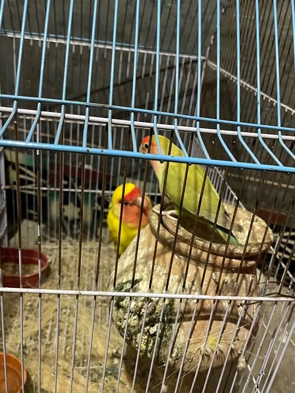 love bird for sale 2