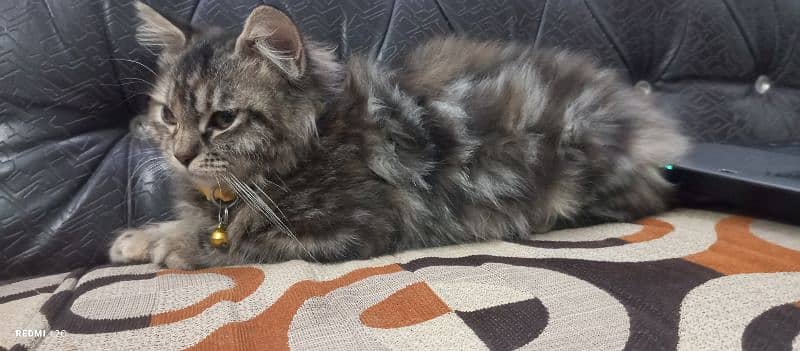 Female pure Persian kitten (Dolly) 7