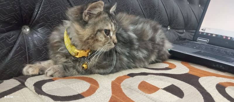 Female pure Persian kitten (Dolly) 3