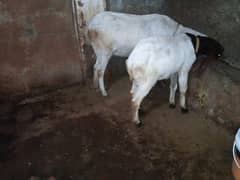 goat for sale