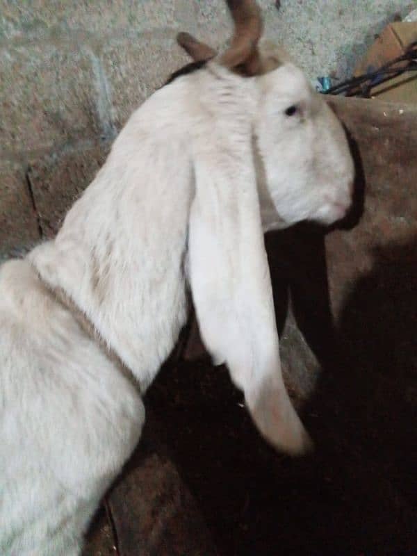 goat for sale 1