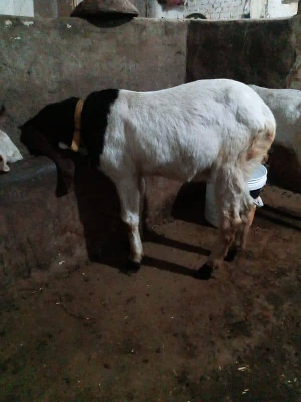 goat for sale 2