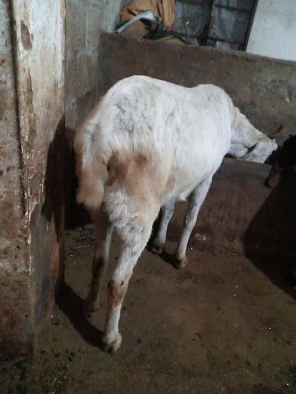 goat for sale 3