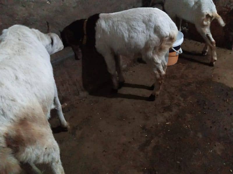 goat for sale 4