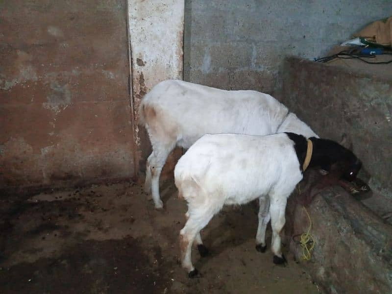 goat for sale 5