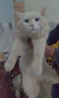 doll face perian male cats