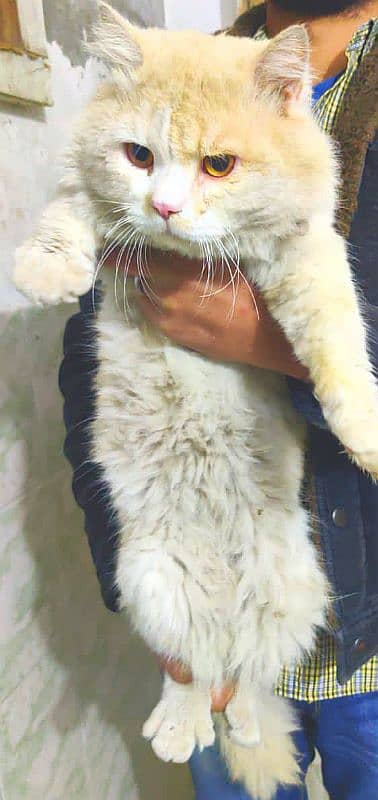 doll face perian male cats 2