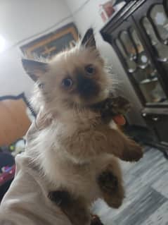 Persian kittens for sell