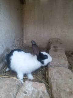 desi rabbit