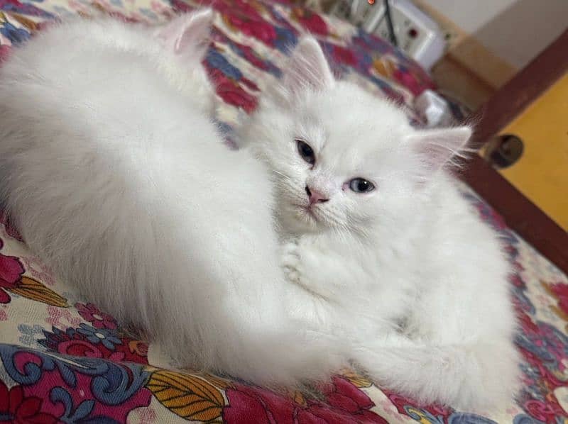 Persian Cats 0