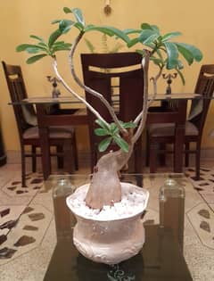 Bonsai Art (ADENIUM)