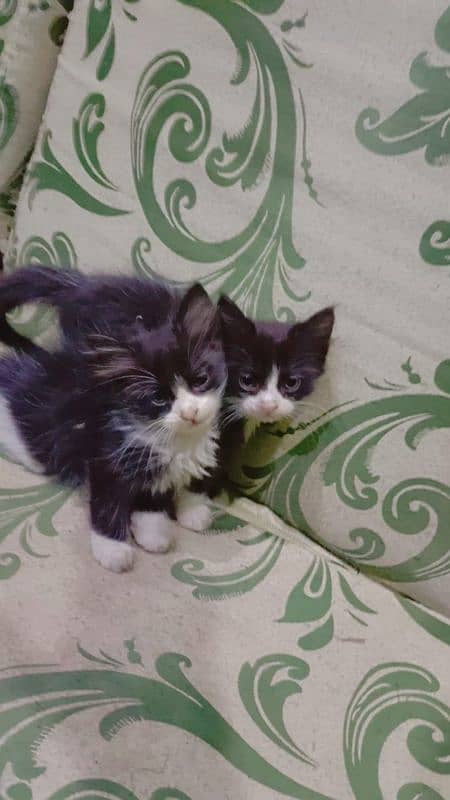 persion pair kitten 6000 only 2