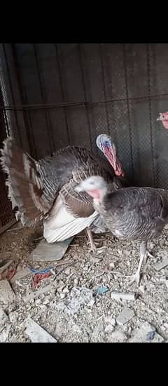 Blue turkey Breeder pair with 1 patha