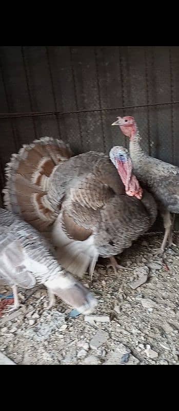 Blue turkey Breeder pair with 1 patha 1