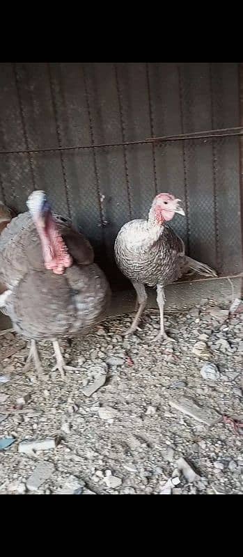 Blue turkey Breeder pair with 1 patha 2