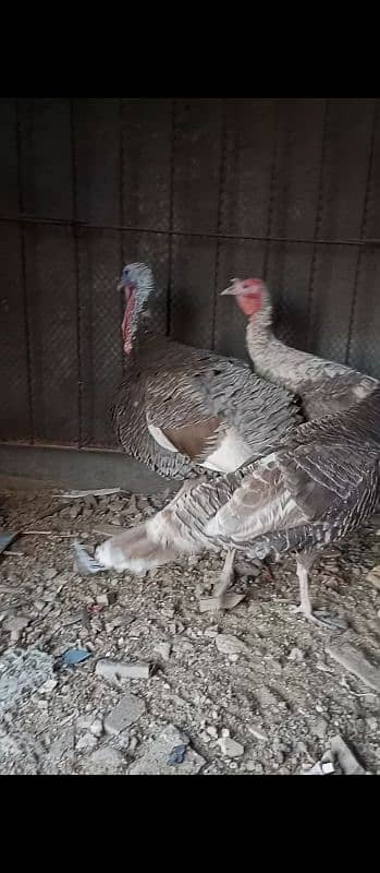 Blue turkey Breeder pair with 1 patha 3