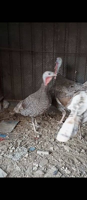 Blue turkey Breeder pair with 1 patha 4