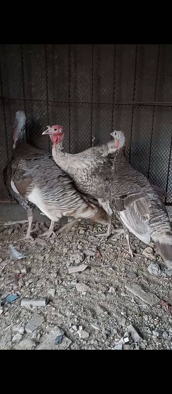 Blue turkey Breeder pair with 1 patha 5