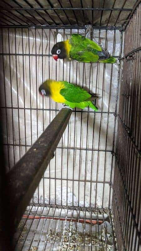 Love Birds breeder pairs. 1