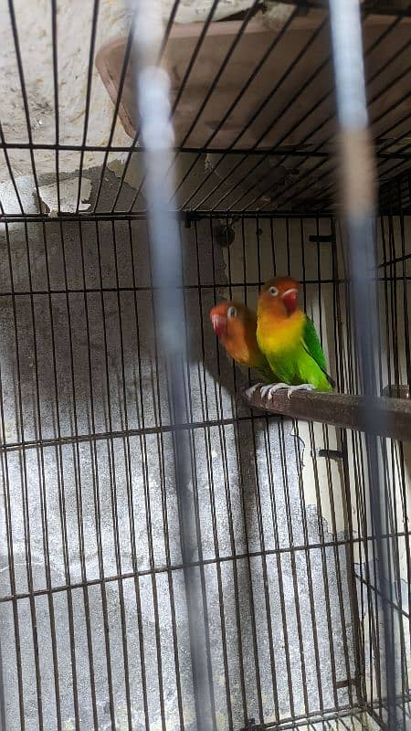 Love Birds breeder pairs. 2