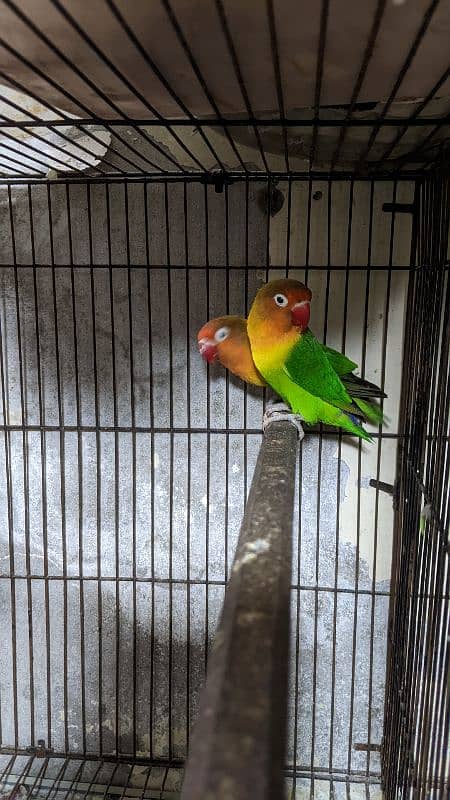 Love Birds breeder pairs. 4