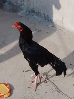 aseel hen for sale bharakhau