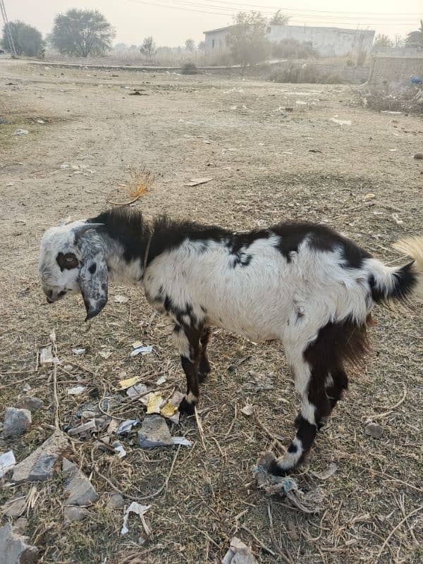 1 year male goat(bakra) for sale 0