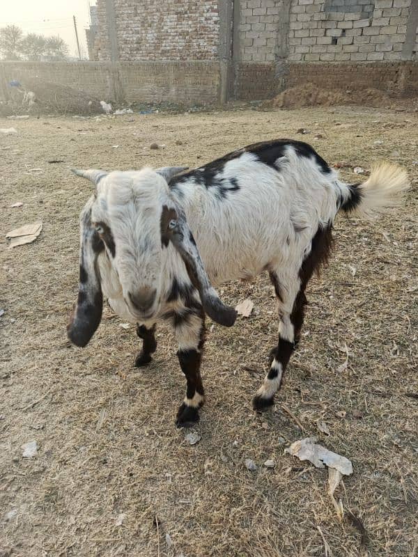 1 year male goat(bakra) for sale 1