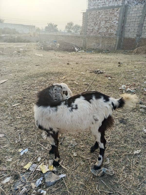 1 year male goat(bakra) for sale 2