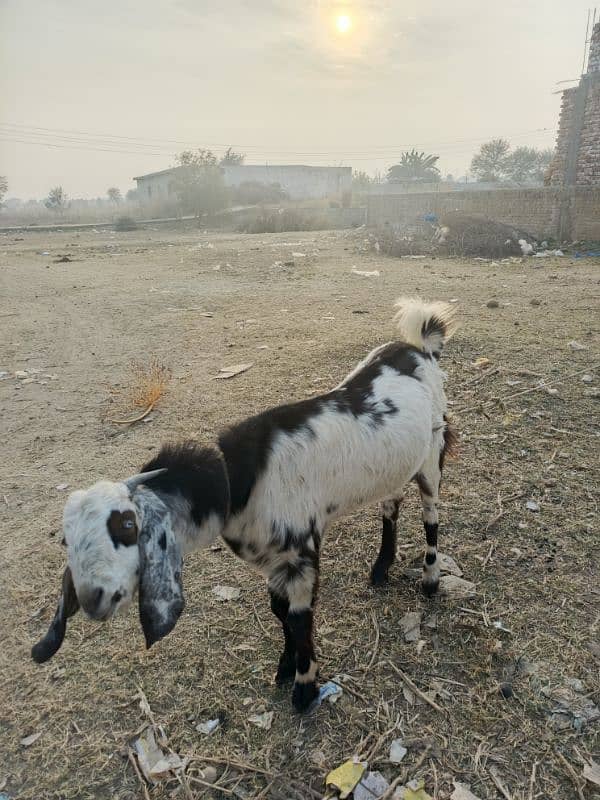 1 year male goat(bakra) for sale 3