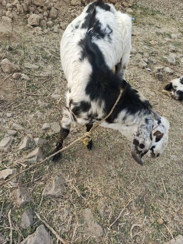 1 year male goat(bakra) for sale 4