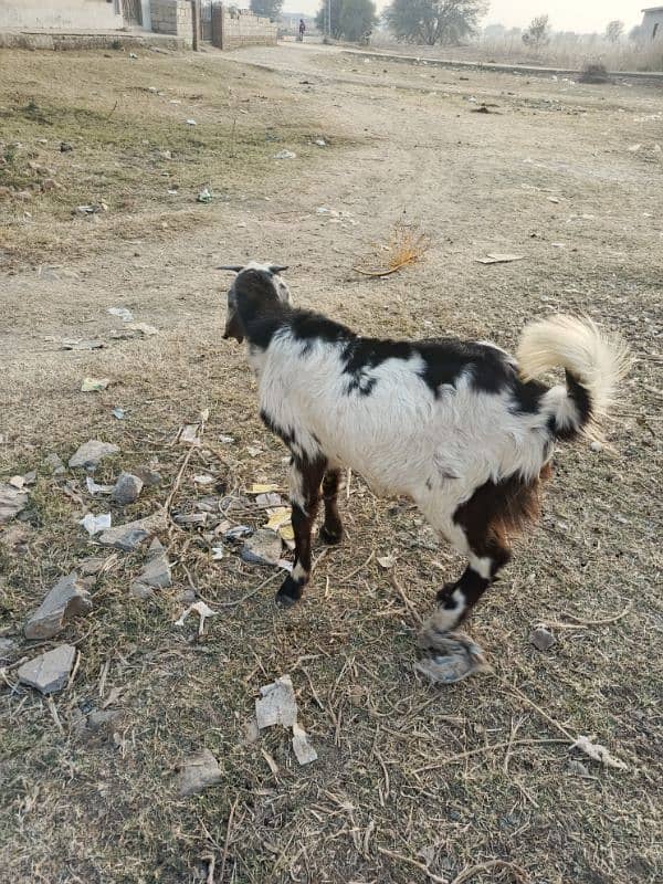 1 year male goat(bakra) for sale 5