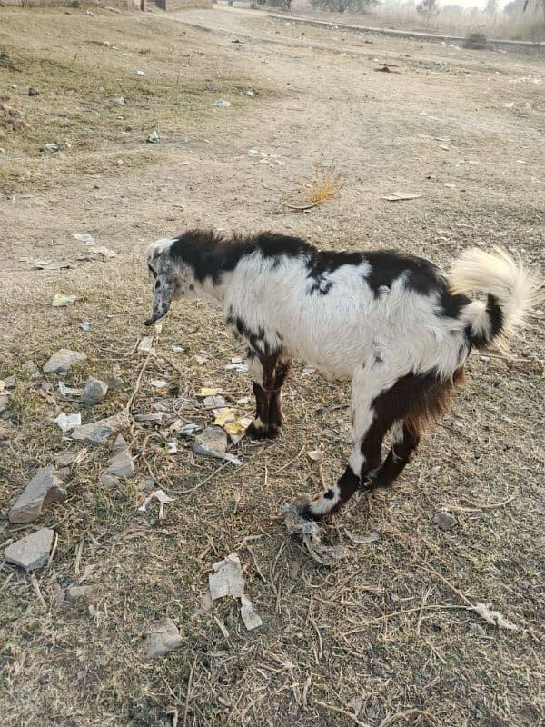 1 year male goat(bakra) for sale 6