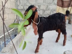 selling bakra