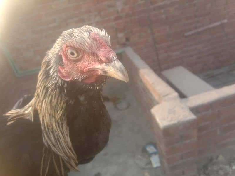 aseel pair aseel hen or aik black jawa patha for sale 0